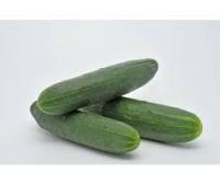 Concombre épineux
