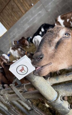 Savon au lait de chèvre