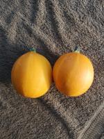 Courgette ronde jaune par 2 pièces