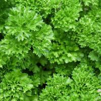 Persil frisé bouquet