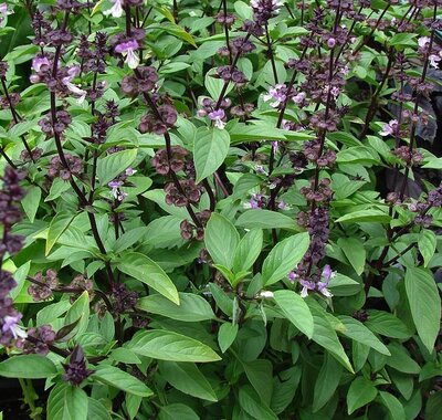 Basilic thaï bouquet