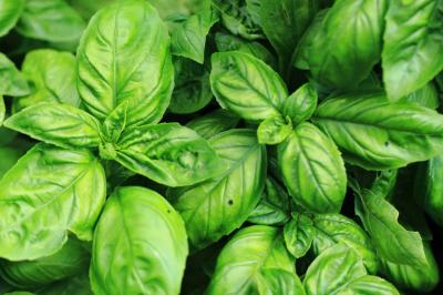 Bouquet de basilic
