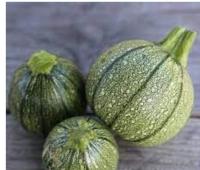 Courgette ronde