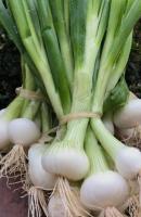 Oignons blancs