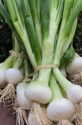 Oignons blancs