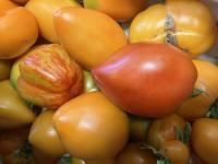 🍅 tomates anciennes – un festival de saveurs