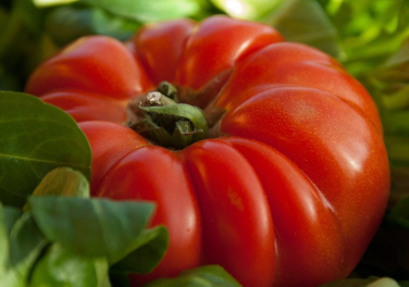 🍅 tomates anciennes – coeur de boeuf