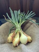 Oignons jaune botte bio