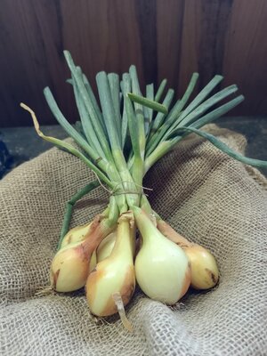 Oignons jaune botte bio