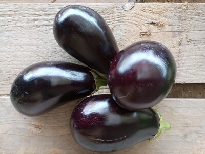 Aubergine violette