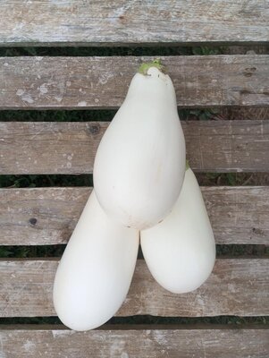 Aubergine blanche