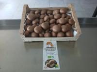 Champignons 1er choix