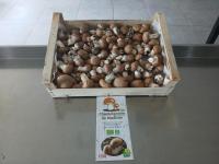 Champignons 1er choix sachet 500g