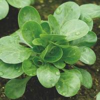 🥬 mâche – fraîche et croquante