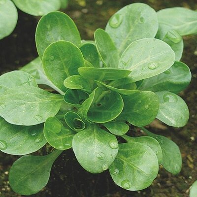 🥬 mâche – fraîche et croquante