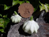 Jeunes pâtissons blancs