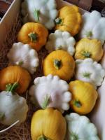 Patisson blanc ou jaune