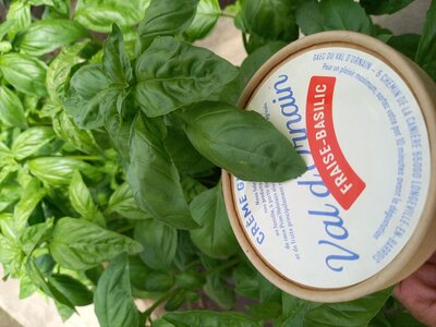 Fraise basilic