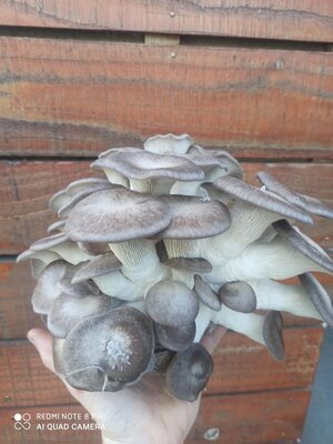 Pleurotes black pearl