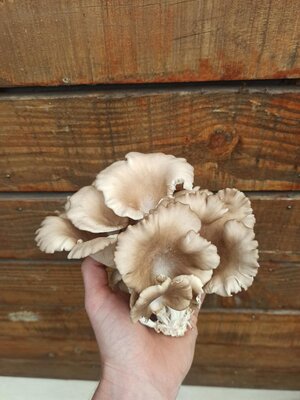 Pleurote italien