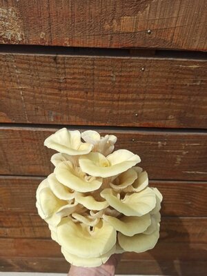 Pleurote jaune