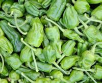 Piments padrón