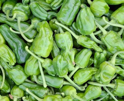 Piments padrón