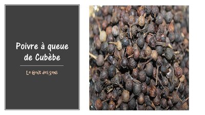 Poivre a queue de cubèbe - indonésie