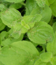 Menthe banane
