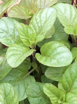 Menthe orange
