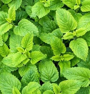 Menthe citron