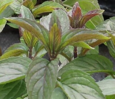 Menthe chocolat