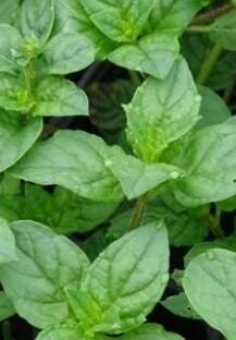 Menthe cassis