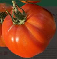 Tomate rouge cotelee du jardin du tertre
