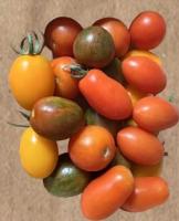 Tomates cerises panachees en 500gr