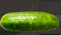Petit concombre croquant