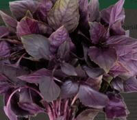 Basilic vert ou pourpre