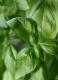 Basilic vert ou pourpre - image 2