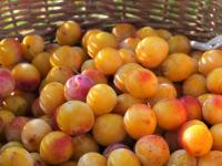 Mirabelle de lorraine bio igp