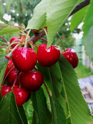 Cerises à confiture