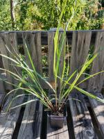 Citronnelle de madagascar - lemongrass 0.5l