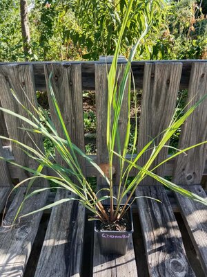 Citronnelle de madagascar - lemongrass 0.5l