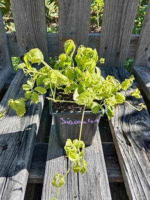 Herbe de l'immortalité 0.5l