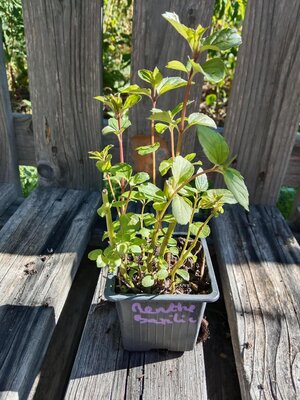 Menthe basilic 0.5l