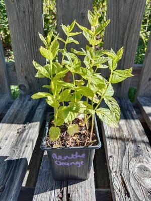 Menthe orange 0.5l