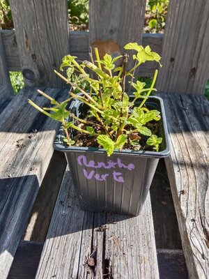 Menthe verte 0.5l