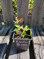 Menthe glaciale 0.5l