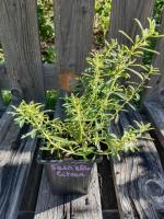 Sarriette vivace citronnée 0.5l