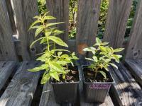 Verveine citronnelle 0.5l