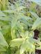 Verveine citronnelle 0.5l - image 2